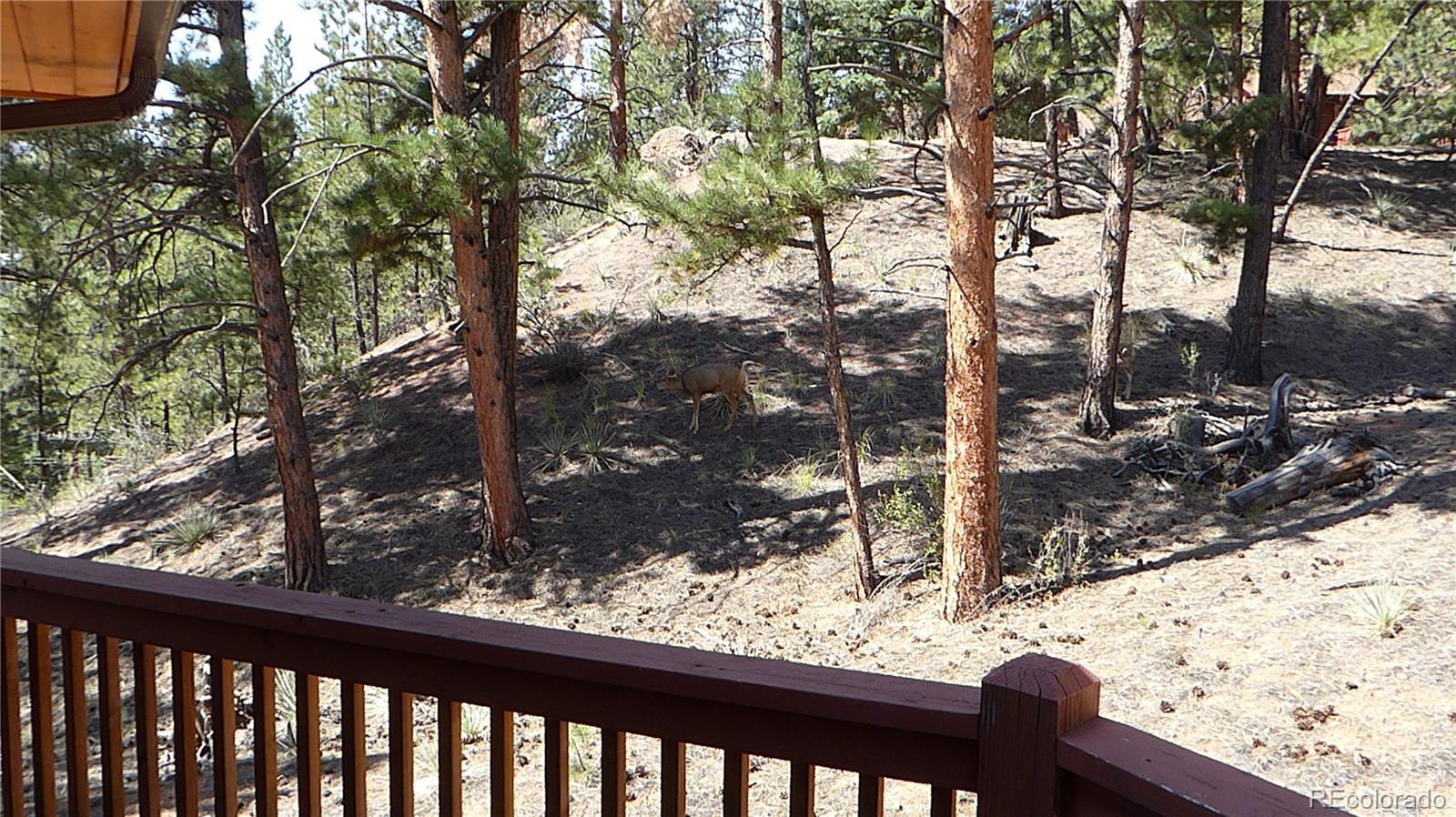 Photo #31