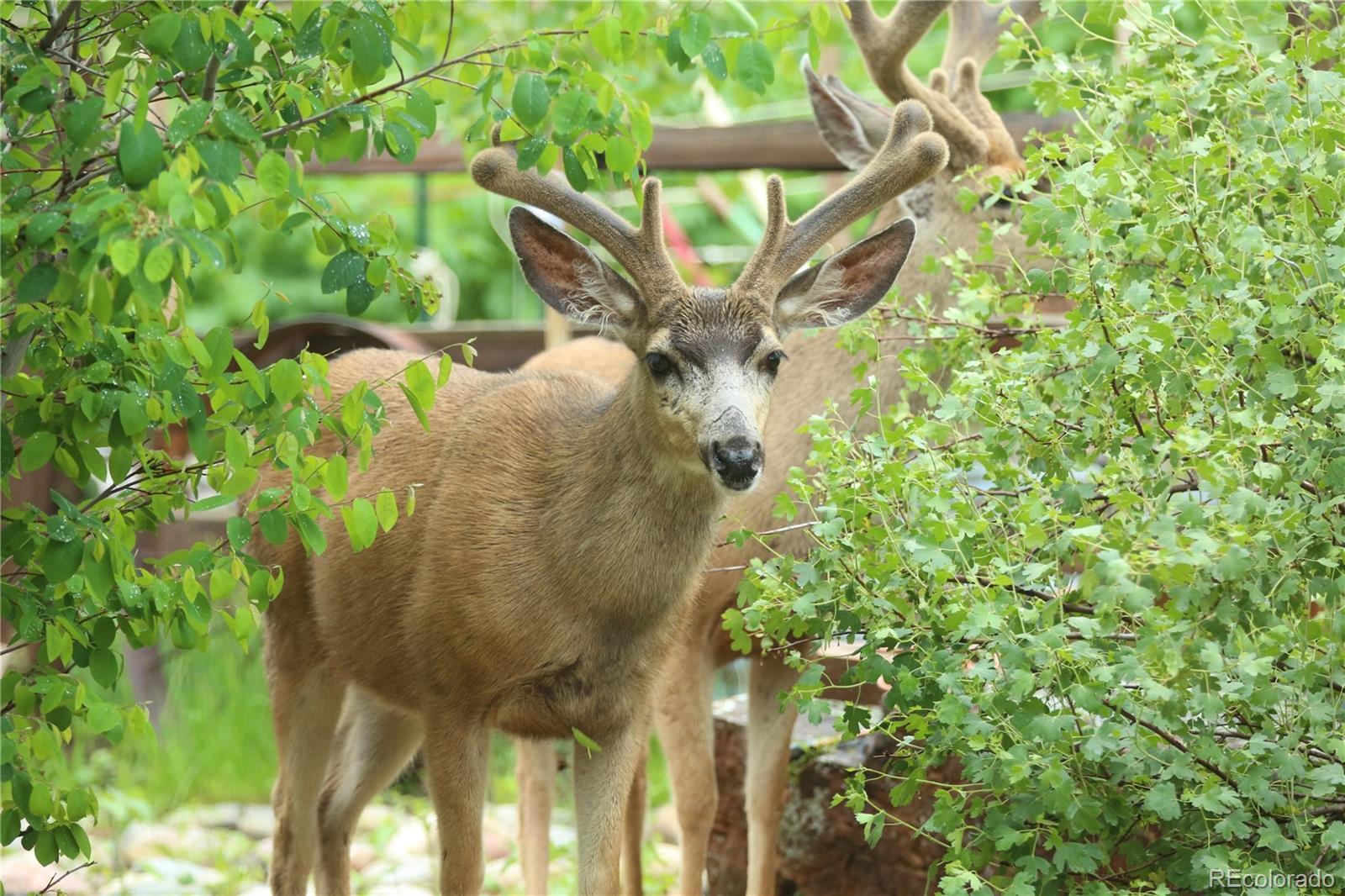 Photo #35