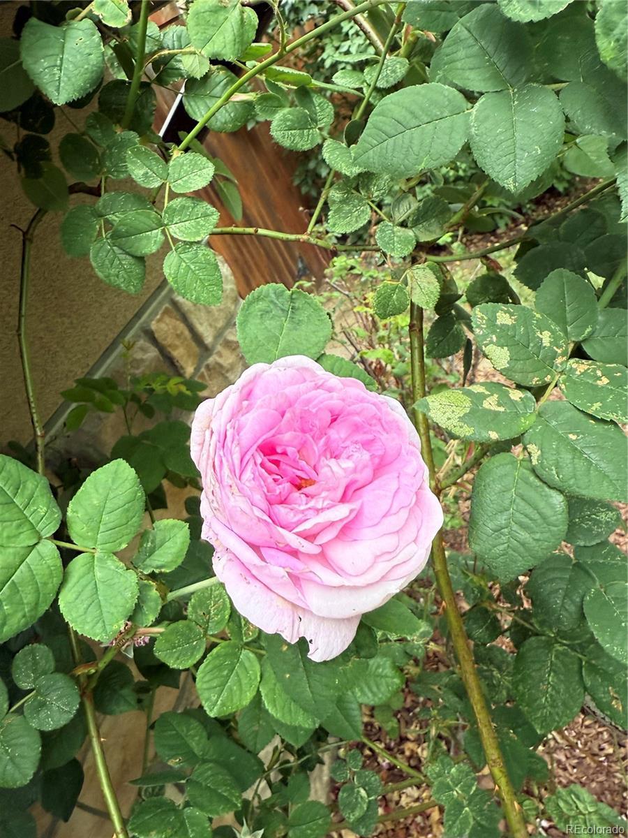 Photo #38
