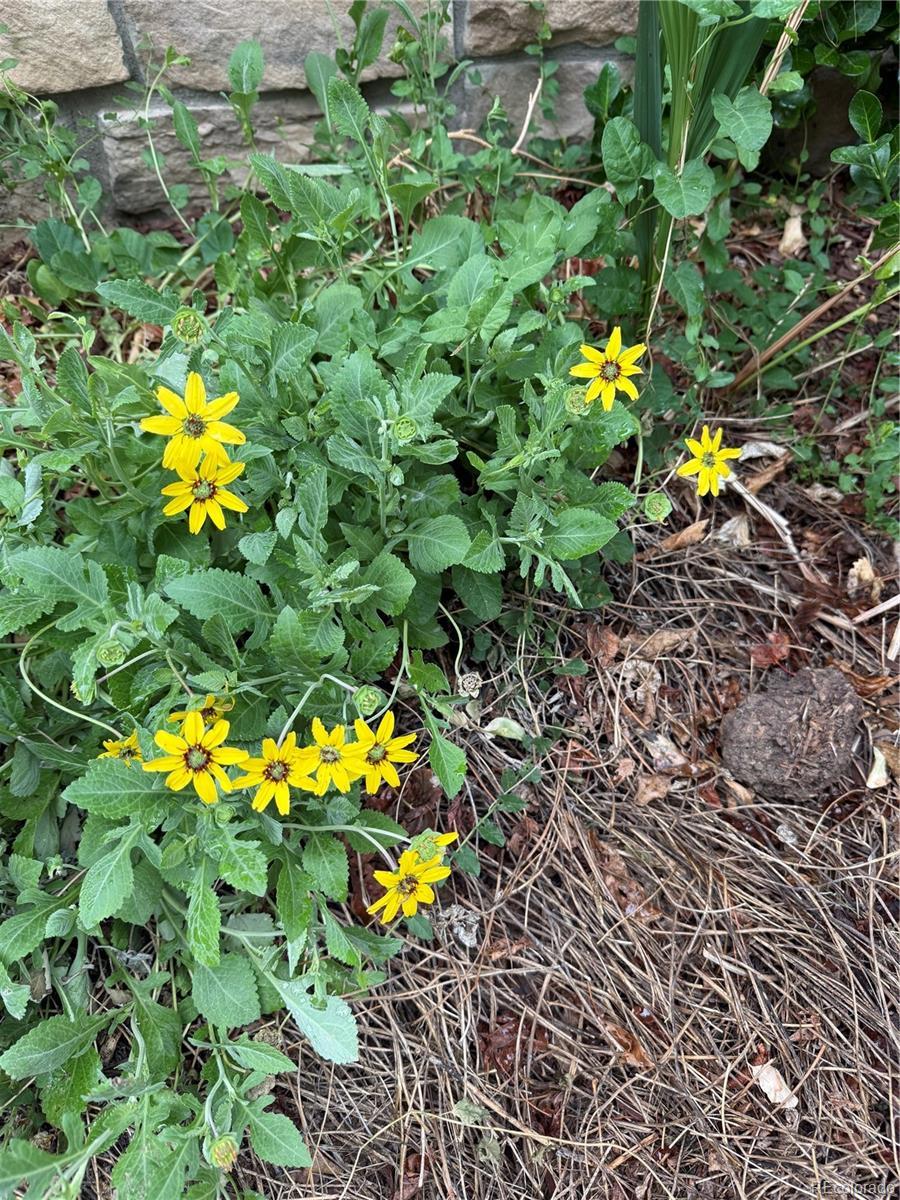 Photo #36