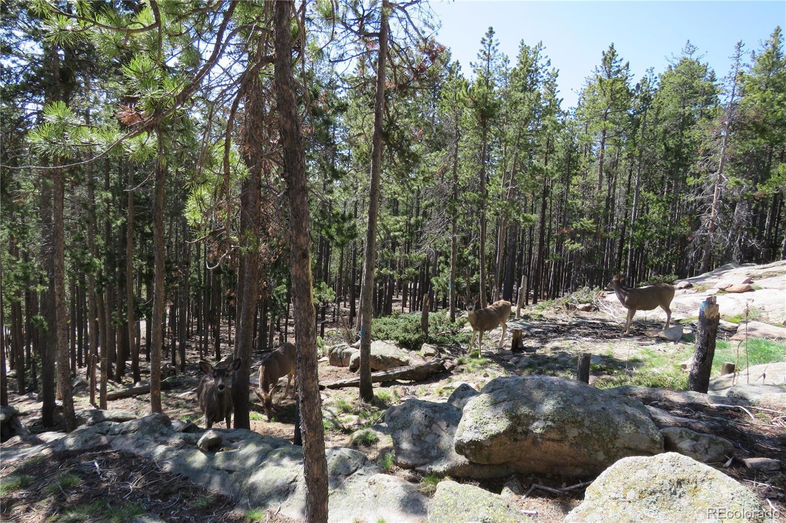 Photo #33