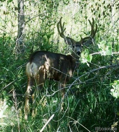 Photo #44