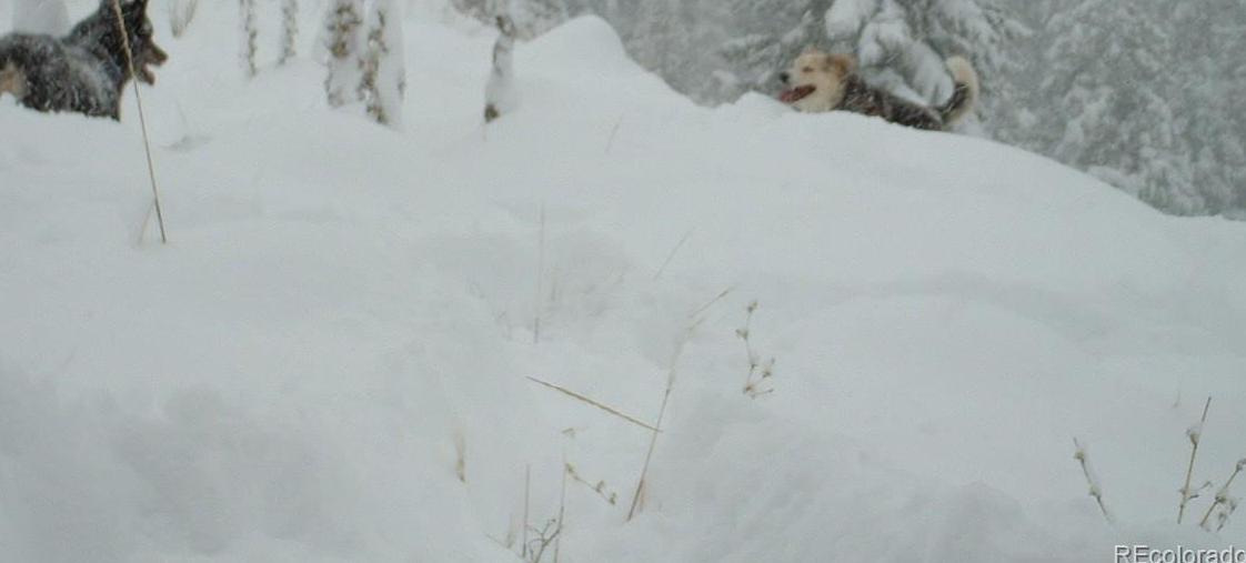 Photo #37