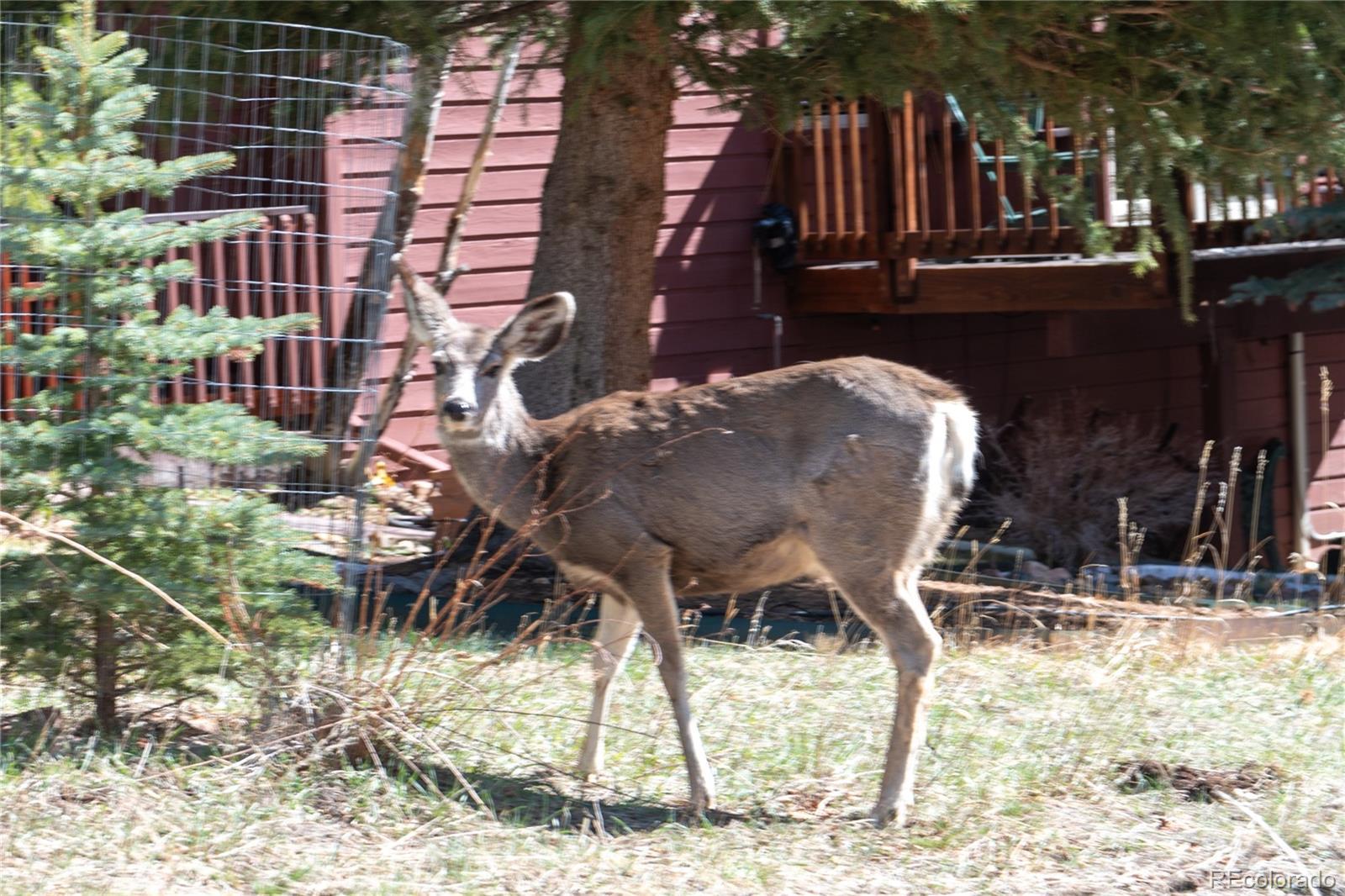 Photo #45