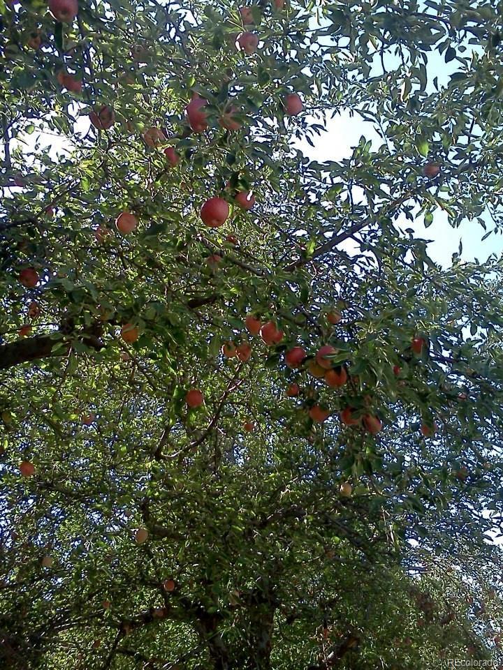 Photo #27
