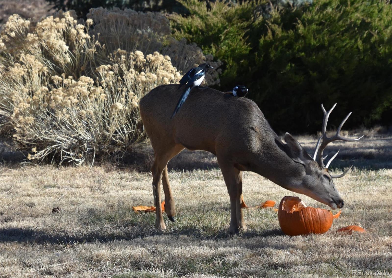 Photo #34
