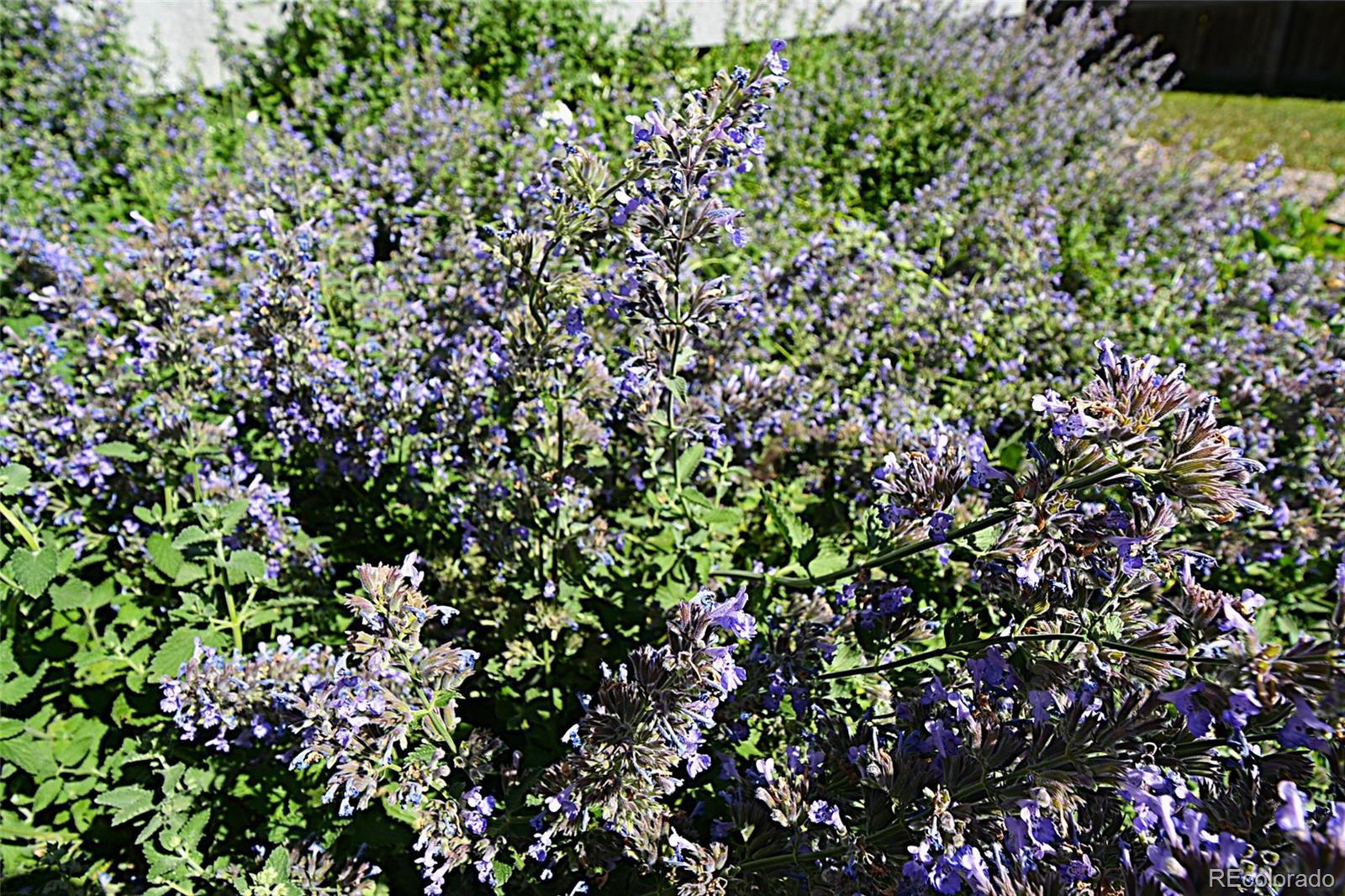 Photo #41