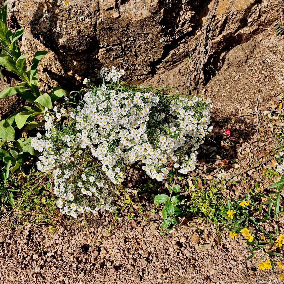 Photo #31