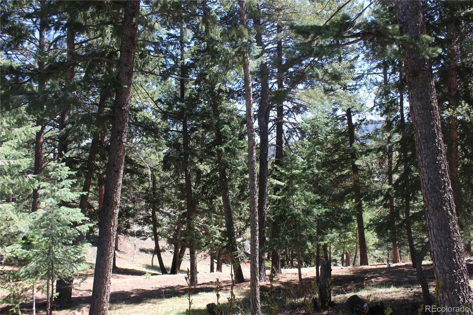 Photo #7