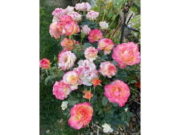 Up close view of pink and white roses in a garden at 10792 E Exposition Ave # 352, Aurora, CO 80012