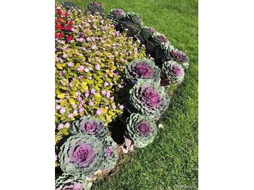 Landscaped flower bed with decorative flowering kale and small blooming, colorful flowers on a sunny day at 750 S Clinton St # 6B, Denver, CO 80247