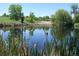 A serene pond with cattails in the foreground and green trees surrounding the water at 8210 Hoyt Ct, Arvada, CO 80005