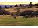 Pastoral view of an elk herd grazing peacefully in a field with rolling hills and a mountain range in the background at 3216 Country Club Pkwy, Castle Rock, CO 80108
