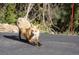 Fox stretching out on a paved road at 33633 Elk Run, Evergreen, CO 80439