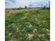 Green backyard featuring lush grass and open space, enclosed by chain link fence at 58117 E 42Nd Dr, Strasburg, CO 80136