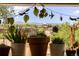 Charming window view showcasing greenery and plants with a glimpse of the neighborhood scenery at 4647 W Dakota Ave, Denver, CO 80219