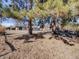 View of home from the treed backyard at 7744 S Gaylord Way, Centennial, CO 80122