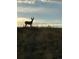 Striking silhouette of a deer standing majestically on a grassy hill against a sunset sky at 455 Rogers Way, Castle Rock, CO 80104