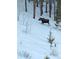View of a moose walking up a snow-covered, wooded hill on the property of this residence at 800 Highway 72, Golden, CO 80403