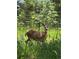 Backyard with a deer behind a metal fence in a natural setting with green grass and trees at 31150 Manitoba Dr, Evergreen, CO 80439