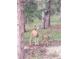 A deer and fawn are seen amongst the trees and foliage on the home's property at 3619 Estates Cir, Larkspur, CO 80118