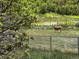 View of a deer in the fenced-in grassy backyard; mature tree in the foreground at 2938 Wolfensberger Rd, Sedalia, CO 80135