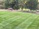 Two deer grazing in a neatly manicured lawn at 8855 Green Meadows Dr, Highlands Ranch, CO 80126
