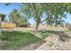 Backyard featuring a large shade tree, green grass, and sturdy wood fencing at 9958 Milwaukee St, Thornton, CO 80229