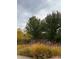 Backyard with decorative grasses and trees against a cloudy sky at 23101 Timber Spring Ln, Parker, CO 80138