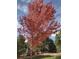 Beautiful tree with vibrant red leaves in the front yard with other mature trees and landscaping at 7661 Chickaree Ct, Littleton, CO 80125