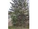 Front yard garden with a lilac bush and a fence at 7661 Chickaree Ct, Littleton, CO 80125