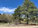 Charming front yard featuring mature trees, grass, and partial views of the home at 5090 Golden Valley Trl, Castle Rock, CO 80109