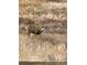 A mule deer buck in a field at 5090 Golden Valley Trl, Castle Rock, CO 80109