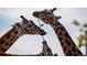 A group of giraffes eating leaves from a branch at 2945 E 26Th Avenue Pkwy, Denver, CO 80205