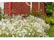 Close-up of flowerbed filled with white blossoms, adding to the home's curb appeal at 3608 S Newport Way, Denver, CO 80237