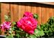Close-up of vibrant pink roses against a backdrop of greenery and wooden fence at 3608 S Newport Way, Denver, CO 80237