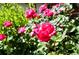 Lush garden featuring bright pink roses and healthy green foliage at 3608 S Newport Way, Denver, CO 80237