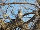 Owl perched in tree at 1920 S Hannibal St # B, Aurora, CO 80013