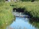 Peaceful stream flowing through green vegetation with birds at 1920 S Hannibal St # B, Aurora, CO 80013