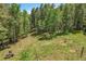 Sloping backyard with grass and pine and aspen trees at 30122 Nancys Ln, Conifer, CO 80433