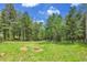 A lush backyard features towering trees and a soft meadow with open space at 30122 Nancys Ln, Conifer, CO 80433