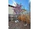 Serene backyard featuring a blossoming tree set against a wooden fence at 279 Delaware St, Denver, CO 80223