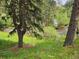 Scenic wooded lot with a tranquil creek flowing through the property at 30094 Upper Bear Creek Rd, Evergreen, CO 80439