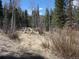 Image of a wooded area with a ground covering of brush and dead grass at 10438 Sunlight Ln, Conifer, CO 80433