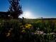 Beautiful wildflower garden with colorful blooms, attracting pollinators and adding natural charm to the property at 5280 Genoa St, Denver, CO 80249