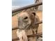 Close-up of a friendly donkey at 22990 County Road 30, Hudson, CO 80642