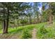 Scenic landscape view featuring lush trees, a grassy path, and a vibrant, serene natural environment in the background at 12653 Rancho Ct, Conifer, CO 80433