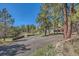 Long gravel driveway leading to a home surrounded by lush greenery and mature trees at 1559 Apex Rd, Franktown, CO 80116