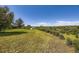 Beautiful view of backyard, showcasing a large grassy yard, mature landscaping, and expansive sky at 34 S Raleigh St, Denver, CO 80219