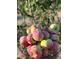 Freshly picked apples fill a wire basket, showcasing the property's potential for homegrown produce at 3075 N Elm Ave, Denver, CO 80207